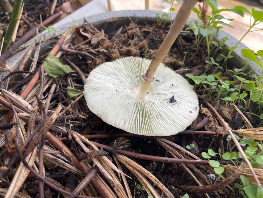 Những lầm tưởng khi phân biệt nấm độc và nấm thường ảnh 2