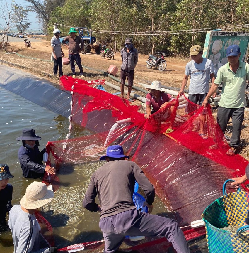 Truy tố người ghen với vợ cũ, bỏ thuốc trừ sâu xuống hồ tôm của “tình địch” ảnh 1