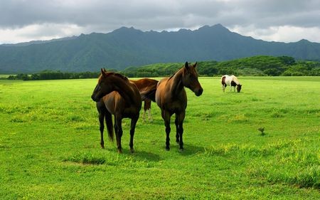 Trang hoàng Windows đón xuân “Giáp Ngọ” với bộ hình nền tuyệt đẹp