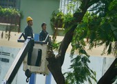 Sau sự cố cây đổ, trường Bạch Đằng xử lý cây phượng còn lại