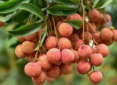 Vải thiều Bắc Giang sẽ quảng bá trên Alibaba