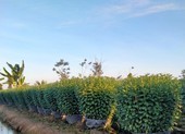 Thiếu hoa tết vì nhà vườn không dám trồng?