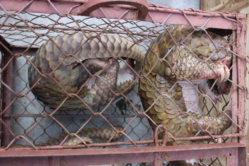 Lãnh án 18 tháng tù do buôn bán trái phép hai cá thể tê tê Java ảnh 1