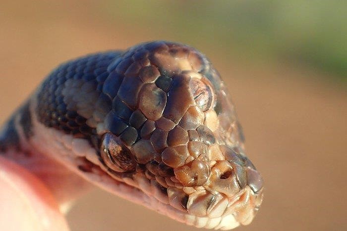 Hãy cùng ngắm nhìn hình ảnh rắn 3 mắt đặc biệt này, đó sẽ là trải nghiệm thú vị cho bạn về vẻ đẹp và bí ẩn của thế giới động vật.