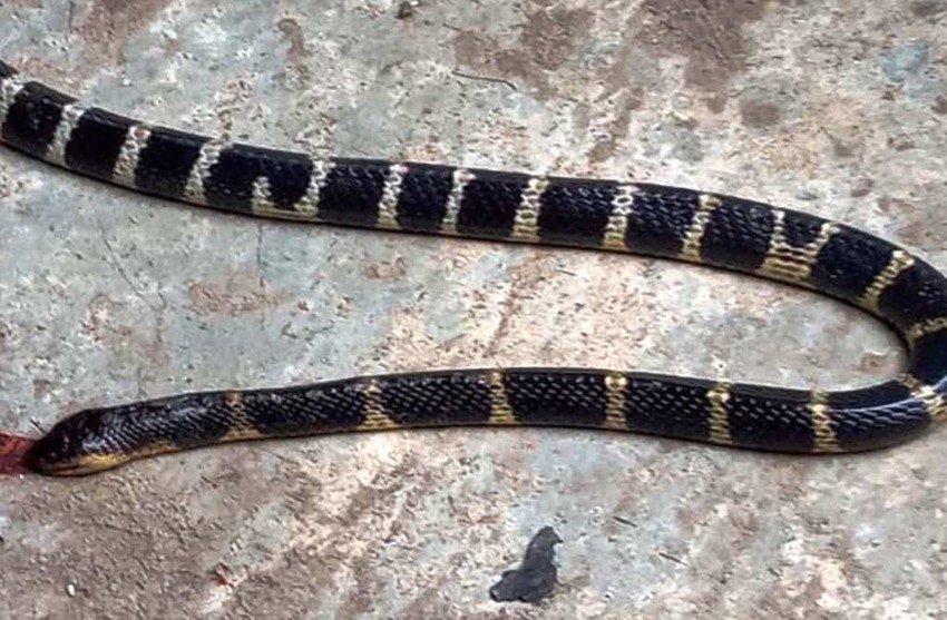 Hãy tìm hiểu về rắn cặp nia, loài rắn phổ biến tại Đông Nam Á với sắc lẫn, kích thước và biểu cảm đáng ngạc nhiên. Hầu hết chúng chỉ trả lời bằng cách né tránh và trốn đi. Image: Rắn cặp nia đang trườn qua vườn hoa.
