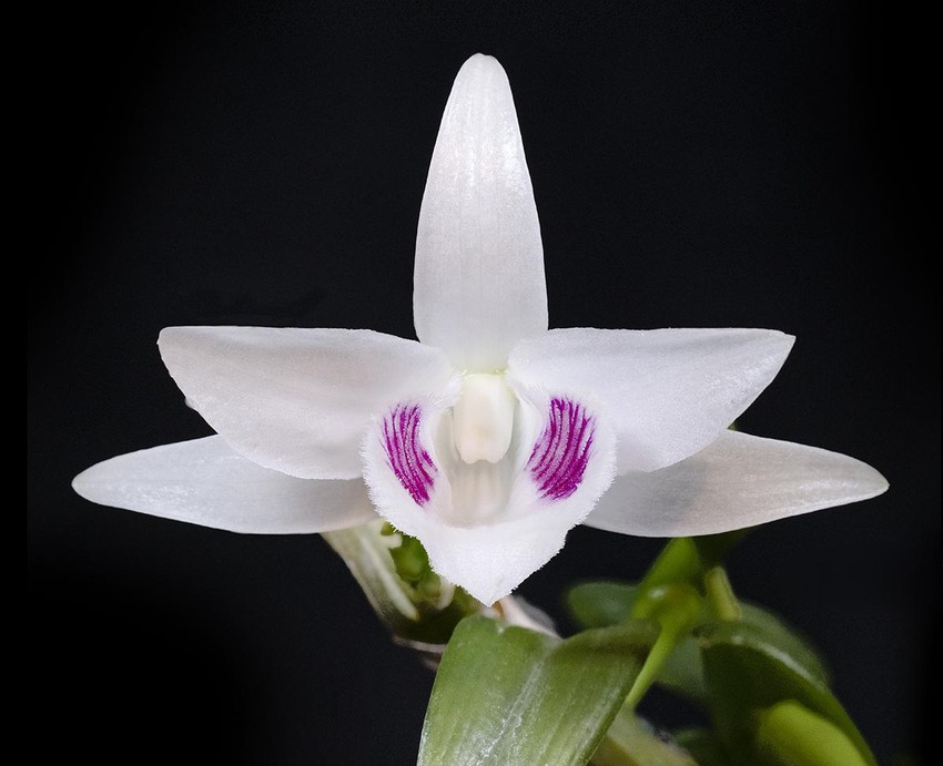 Chia sẻ hơn 55 về hình ảnh hoa lan mới nhất - cdgdbentre.edu.vn