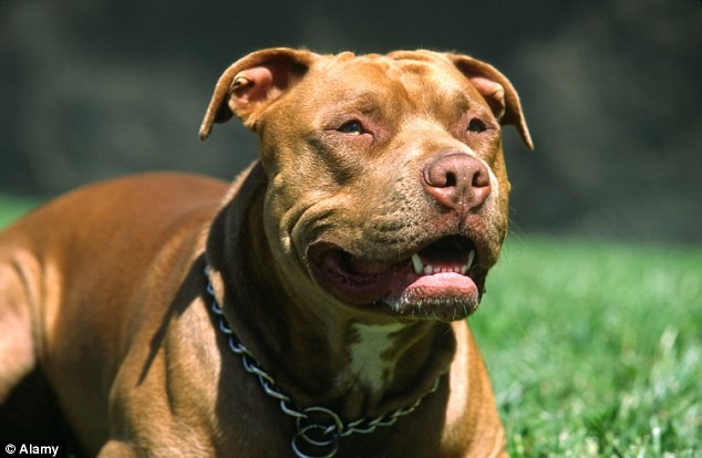 Đừng bỏ qua hình ảnh của chú chó Pitbull, rất dũng cảm và hào hiệp khi tấn công để bảo vệ chủ nhân. Xem ngay để cảm nhận trái tim đầy can đảm của loài chó này!
