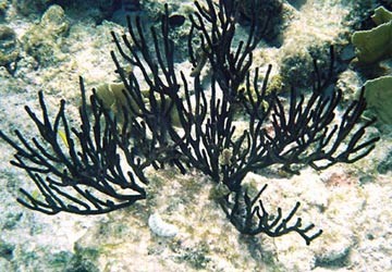 San Hô đen là một loài có vẻ đẹp độc đáo và thu hút. Hãy cùng chiêm ngưỡng những hình ảnh của san hô đen để có một trải nghiệm tuyệt vời về thế giới đại dương.