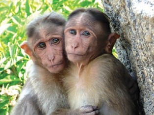 Cao khỉ: Bạn từng nghe về loài khỉ cao to và rất thông minh? Hãy tìm hiểu thêm về chúng tại chỗ nuôi trong rừng hoang dã. Chắc chắn bạn sẽ ngạc nhiên và thích thú với sự thông minh của loài động vật này.