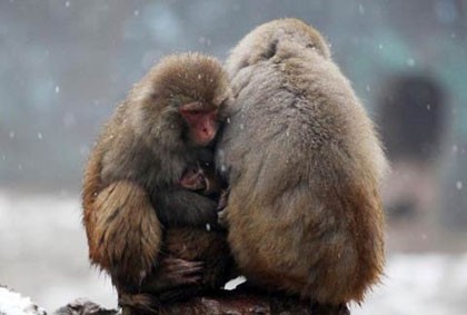 Hình ảnh đàn khỉ ôm nhau khiến chúng ta cảm thấy ấm áp và hạnh phúc. Hãy quan sát thật kỹ để cảm nhận được tình cảm hỗ trợ và sự đoàn kết của loài khỉ.