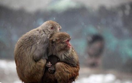 Nếu bạn đang cần một chút tình cảm và sự ấm áp thì hãy xem đàn khỉ này ôm nhau thật chặt. Cảm giác đầy êm ái và hạnh phúc đang chờ đợi bạn!