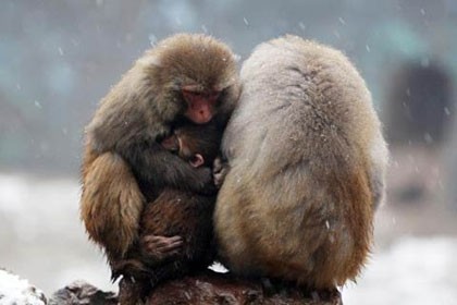 Cùng nhìn những khỉ đáng yêu ôm nhau thật chặt chẽ trong bức ảnh này. Nét dễ thương tràn đầy hạnh phúc của chúng nhất định sẽ làm bạn cười và cảm thấy ấm lòng.