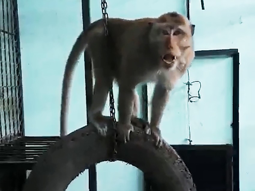Hãy xem hình ảnh về con khỉ bị bắt giữ để hiểu rõ về tình trạng khủng hoảng của chúng tại Việt Nam, và cách chúng ta có thể giúp đỡ cho chúng.