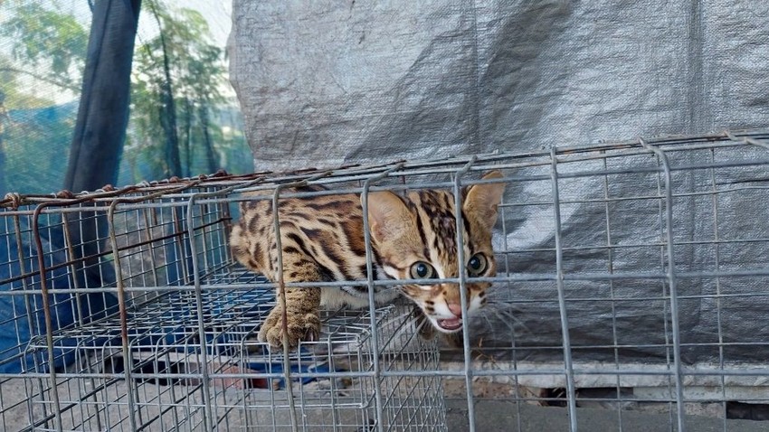 Cuộc chiến chống lại bẫy của người kiểm lâm bảo vệ mèo rừng là một hành trình đầy gian khổ và hiểm nguy. Hãy xem hình ảnh và tìm hiểu về công việc đầy thử thách của các kiểm lâm viên để bảo vệ loài động vật quý hiếm này.